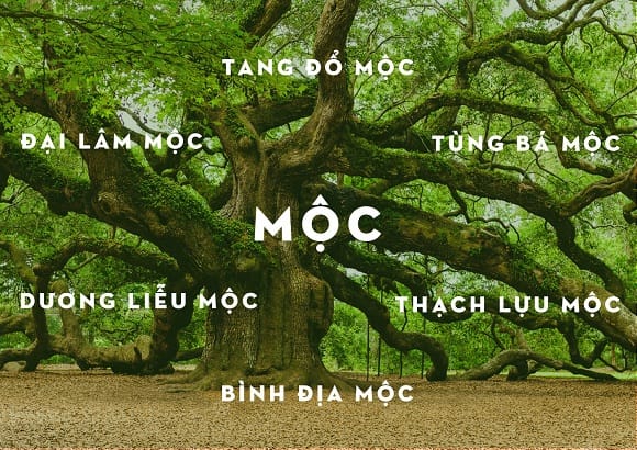 Tất tần tật phong thủy cho người nữ mệnh hỏa 8 Tất tần tật phong thủy cho người nữ mệnh hỏa 8